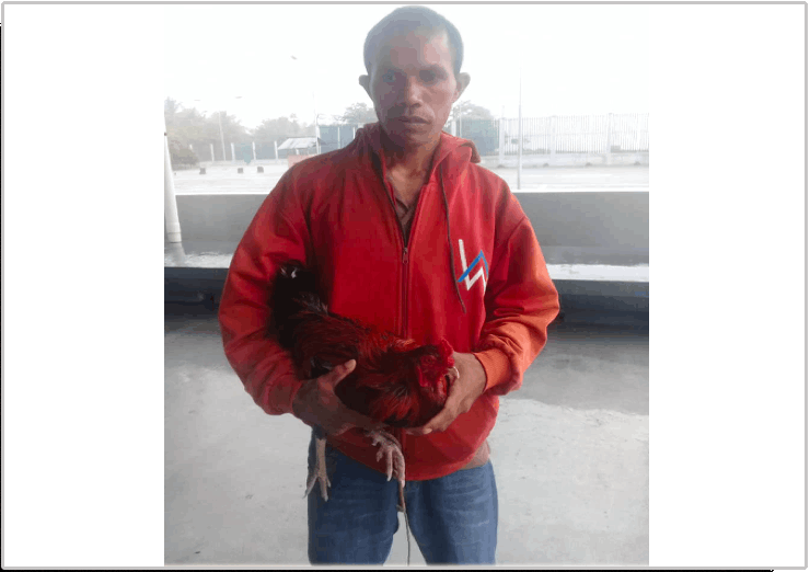 The chicken trader Octoviano Elo was standing in the port of Iwao Kitahara, Mahata Oe-Kusi Ambeno, but Customs officers falsified this photo that the photo was taken in Atambua, Indonesia. Supply photos.