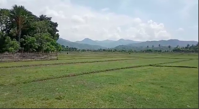 Natar Hektar 1700 Iha Oe-Kusi Ambeno Abandonadu