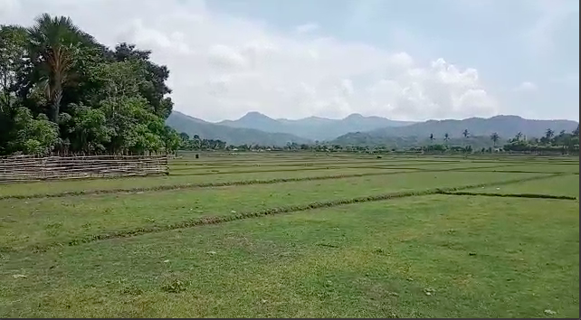 1700ha Sawah Terlantar di Oe-Kusi Ambeno 